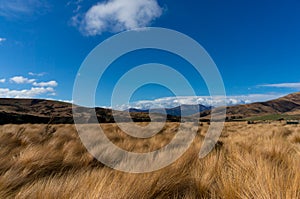 Tussock grasslands or tussock herbfields of New Zealand