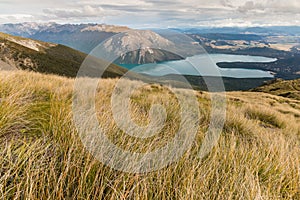 Tussock growing on slopes above lake Rotoiti