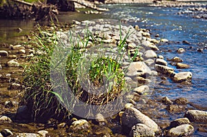 A Tussock of Hair Grass, Deschampsia, on a Mountain River Rocks