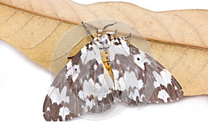 Tussock Moth Butterfly With Dried Mango Leaf.