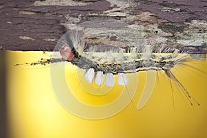 Tussock Moth Caterpillar