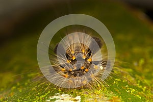 Tussock Moth Caterpillar: Front view