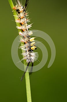 Tussock Moth Caterpillar