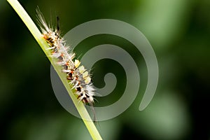 Tussock Moth Caterpillar