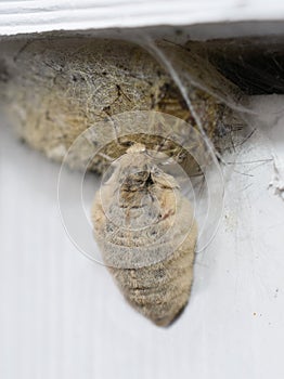 Tussock moth Orgyia antiqua female