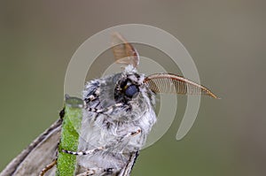 The tussock moth sitting on grass