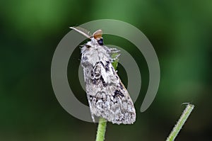 The tussock moth sitting on grass