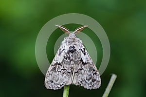 The tussock moth sitting on grass