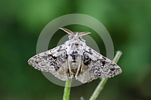 The tussock moth sitting on grass