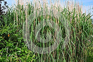 Tussock of reed in a garden