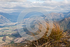 Tussock in wind in Southern Alps