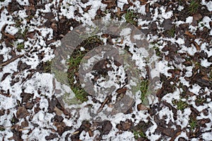 Tussocks of grass covered with fallen leaves and snow