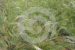 Tussocks of stipa with feathery spikes