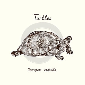 Tutles collection, Coahuilan box turtle Terrapene coahuila, hand drawn doodle, drawing sketch in gravure style, vector