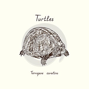 Tutles collection, common box turtle Terrapene carolina, hand drawn doodle, drawing sketch in gravure style, illustration