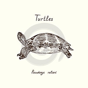 Tutles collection, Pseudemys nelsoni Florida red-bellied cooter or redbelly turtle , hand drawn doodle, drawing sketch