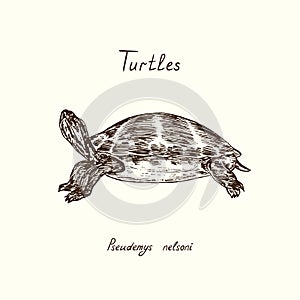 Tutles collection, Pseudemys nelsoni Florida red-bellied cooter or redbelly turtle , hand drawn doodle, drawing sketch photo
