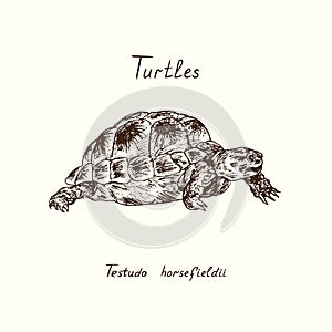 Tutles collection Testudo horsfieldii hand drawn doodle, drawing sketch in gravure style