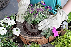 Tutorial of Girl Planting a Hanging Basket of Flowers photo