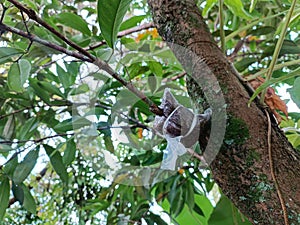 Tutorial on how to graft, vegetative propagation of plants