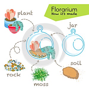 Tutorial how to make florarium. Succulents inside glass terrarium, elements for florarium: jar, plant, rocks, moss, soil.