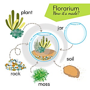 Tutorial how to make florarium. Succulents inside glass terrarium, elements for florarium: jar, plant, rocks, moss, soil. photo