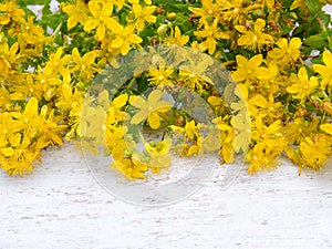 Tutsan flowers on the white background
