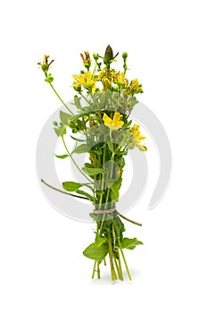 Tutsan - St. John's wort (Hypericum)