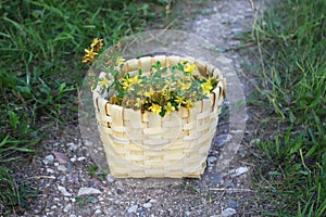 Tutsan yellow flowers