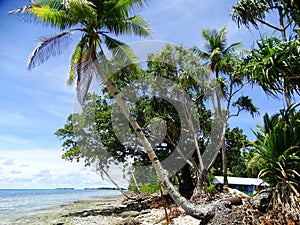 Tuvalu, Funafuti Atoll, the beach