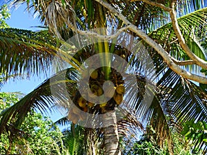 Tuvalu, Funafuti Atoll, the street scene