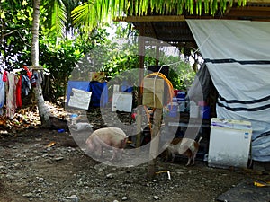 Tuvalu, Funafuti Atoll, street scenes from Vaiaku