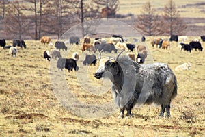 Tuvan cows