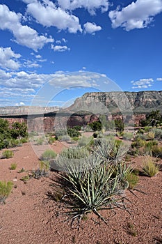 Tuweep Campground in the Grand Canyon.