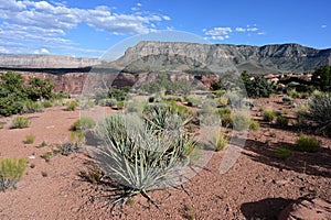 Tuweep Campground in the Grand Canyon.