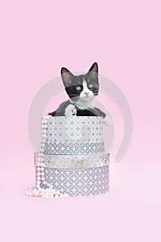 Tuxedo black and white kitten playing in round hat boxes with pearls, pink background.