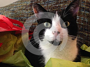 Tuxedo Cat in Bright Tissue Paper