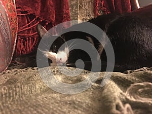 Tuxedo cat on chenille