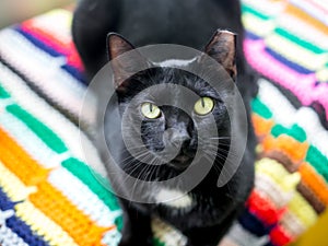 A Tuxedo cat with its left ear tipped lying on a blanket