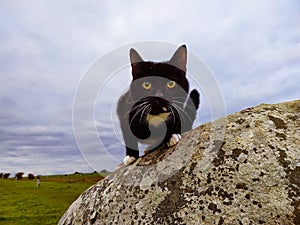 Tuxedo cat on megalith stone circle Avebury