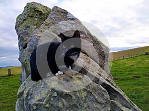 Tuxedo cat on megalith stone circle Avebury