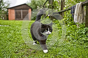 Tuxedo Cat Walking on Grass