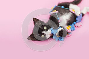 Tuxedo Kitten chewing Flower Garland, pink background