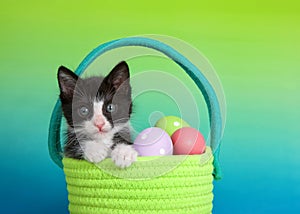 tuxedo kitten sitting in a vibrant green woven Easter basket