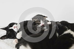 Tuxedo mother cat breast feeding small kittens