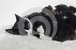 Tuxedo mother cat breast feeding small kittens