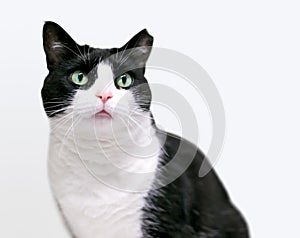 A Tuxedo shorthair cat with its left ear tipped