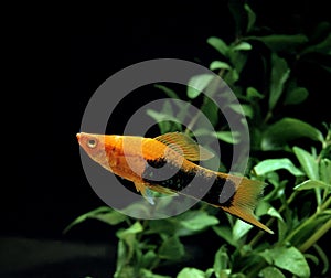 Tuxedo Swordtail Fish, xiphophorus helleri tuxedo