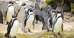 Tuxedos - penguins pack photo
