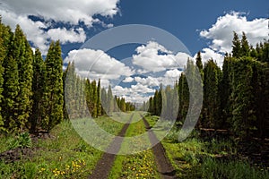 Tuyas rows at forest nursery with country road, clouds and blue sky